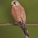 Nature and Napoleon: the case of the common kestrel