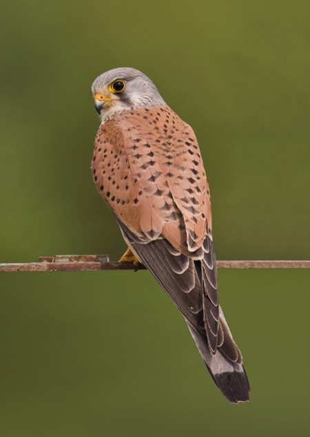 Nature and Napoleon: the case of the common kestrel